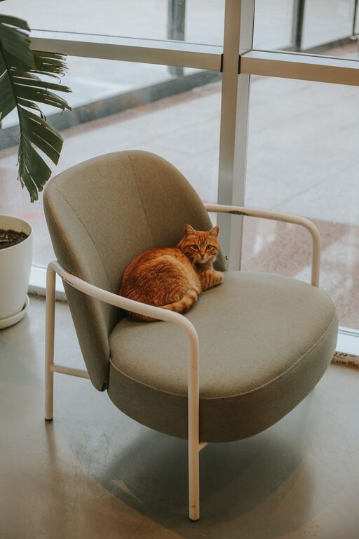 How to Set Up a Comfortable Pet-Friendly Home Corner